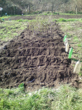 Spuds are in