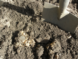 worm nest 01