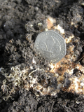 worm nest 02
