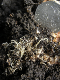 worm nest 03