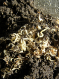 worm nest 04