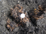 worm nest 05