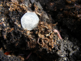 worm nest 06
