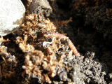 worm nest 07