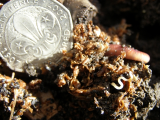 worm nest 08