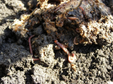 worm nest 09