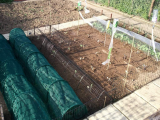 Winter Brassicas