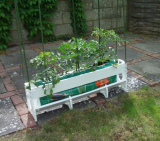 Tomatoes in a growbag