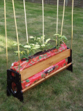 My Tomatoes