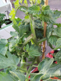 Tomato Leaf Curl