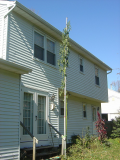 21 feet tall Amaranthus australis