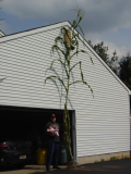 20 feet tall Jala Maize