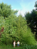 18 ft. tall & 16 ft. wide tidalmarsh amaranth
