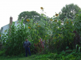 Row of giant sunflowers