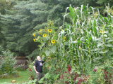 Jala maize