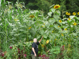 14 feet tall Arizona Sunflower