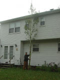 23 feet 2 inch tall Giant Amaranth