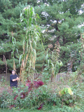 20 feet tall Olotillo Maize