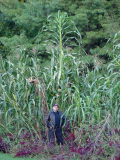 23 feet tall Montanas maize