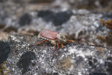 Maybug