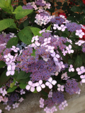 What is this flower called