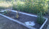 Fruit bushes & runner beans
