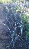 Leeks