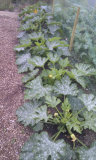 Courgettes