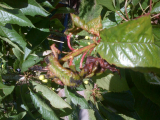 cherry tree 2