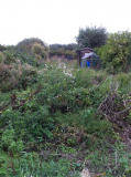 Lots of weeds and a glass mine!
