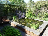 Lily pond