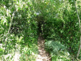 Into the Damson Wood