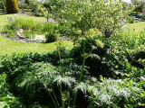Pond
