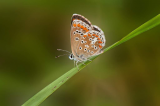 Brown Argus Butterfly
