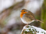 Robin