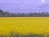 Skåne in June