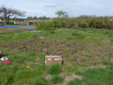 Allotment, April 2015