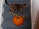 Harvested