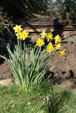 Daffs, March 2014