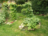 The pumpkin patch - just 1 plant