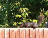 Black Squirrel