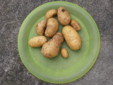 Harvest