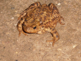 Toad