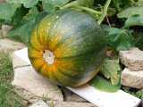 Ripening