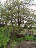 Apple tree