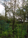 anothe apple tree