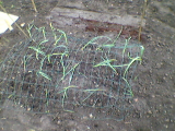 garlic