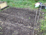 king edward&Maris piper