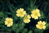 Potentilla