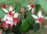 Guava Pineapple Flower